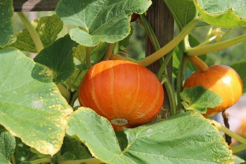 permaculture-pumpkin.jpg